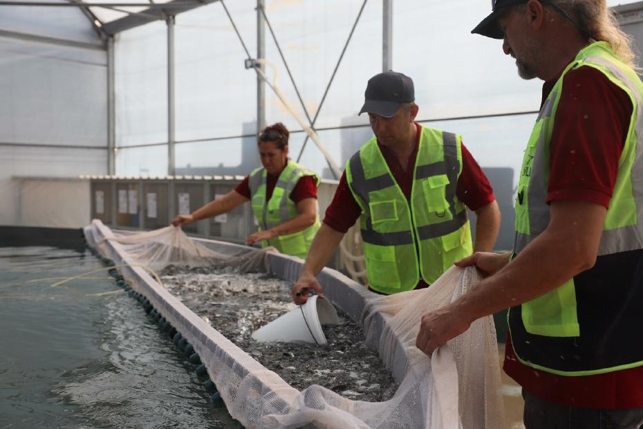 Muğla’dan 5 Ülkeye 33 Milyon Yavru Balık İhracatıyla Yüksek Katma Değer