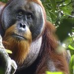 Çin'in “panda diplomasisi” gibi Malezya da “orangutan diplomasisi” uygulayacak