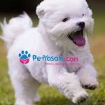 Maltese Terrier Fiyat – Bu Sevimli Köpeğin Maliyeti Nedir?