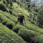 Bakan Yumaklı'dan “taze çay alım fiyatı” açıklaması