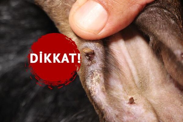 Bu hastalık ölümcül olabilir: ‘Yıllardır bu işle uğraşıyorum, bana hastalık bulaşmaz demeyin!’