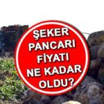 Şeker pancarı fiyatı 2025 son dakika | Şeker pancarı alım fiyatı ne kadar oldu, 1 ton şeker pancarı kaç TL? Tarım ve Orman Bakanlığı duyurdu!